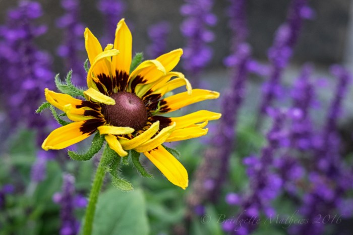 DSCF1602-Edit-Edit (1024x683)