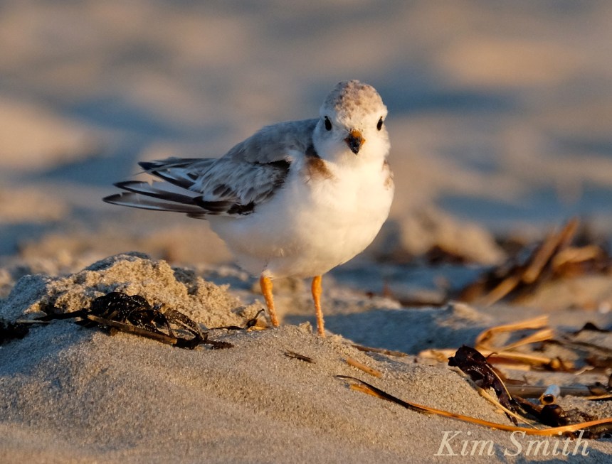 Female Piping Plover Good Harbor Beach Gloucester copyright Kim Smith