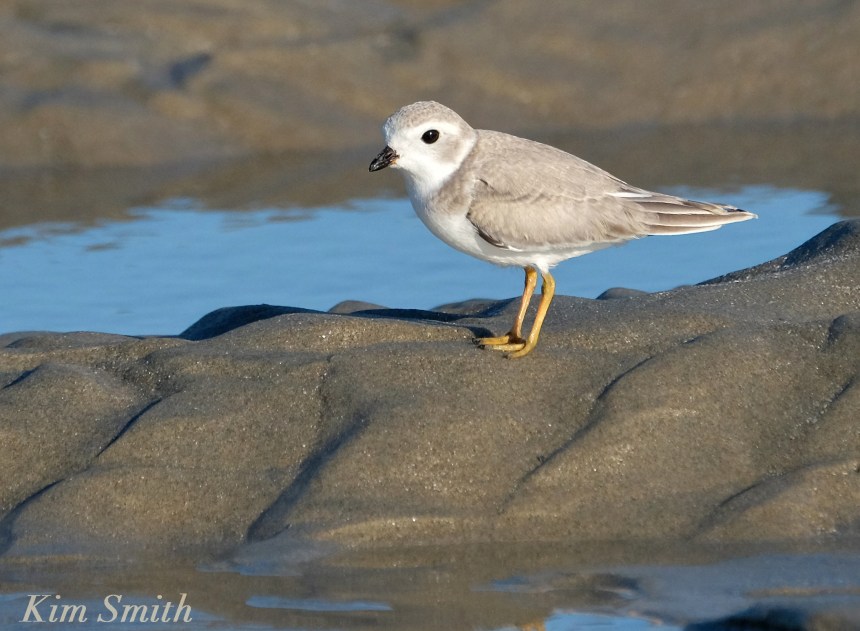 Female Piping Plover Good Harbor Beach Gloucester Massachusetts -2 copyright Kim Smith