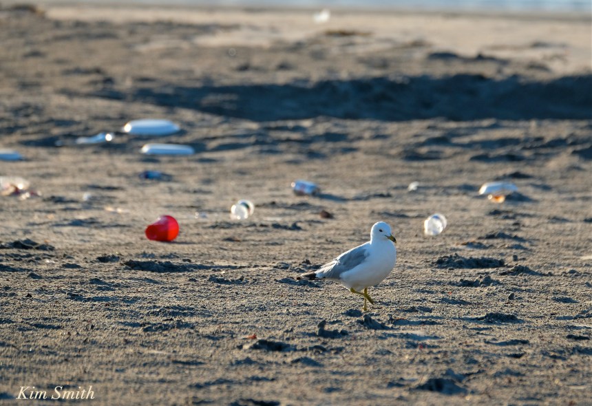 Gull and Beach Garbage copyright Kim Smith