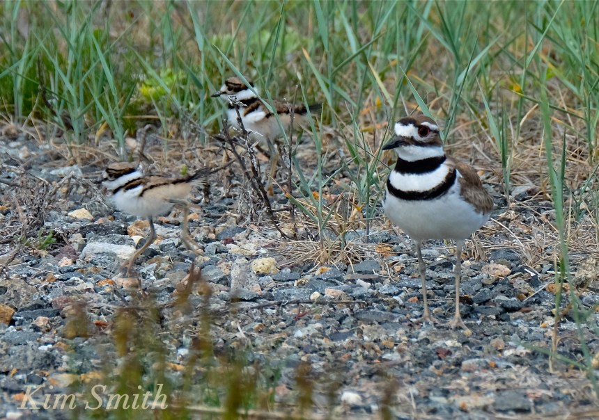 Killdeer Chicks Good Harbor Beach Gloucester Massachusetts copyright Kim Smith
