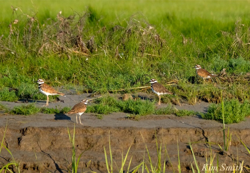 Killdeer Family Good Harbor Beach Gloucester Massachusetts copyright Kim Smith