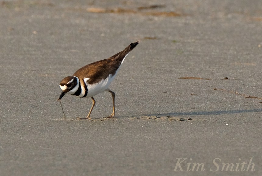Killdeer Good Harbor Beach Gloucester copyright Kim Smith