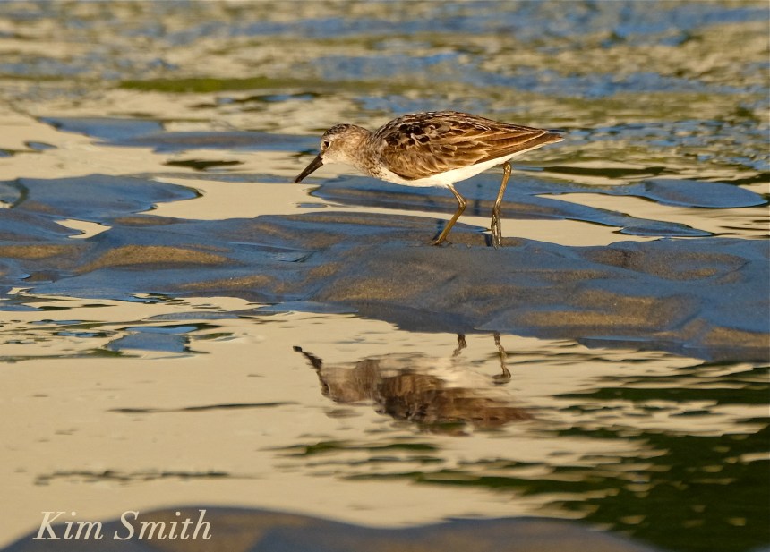 Least Sandpiper Good Harbor Beach Gloucester Massachusetts copyright Kim Smith