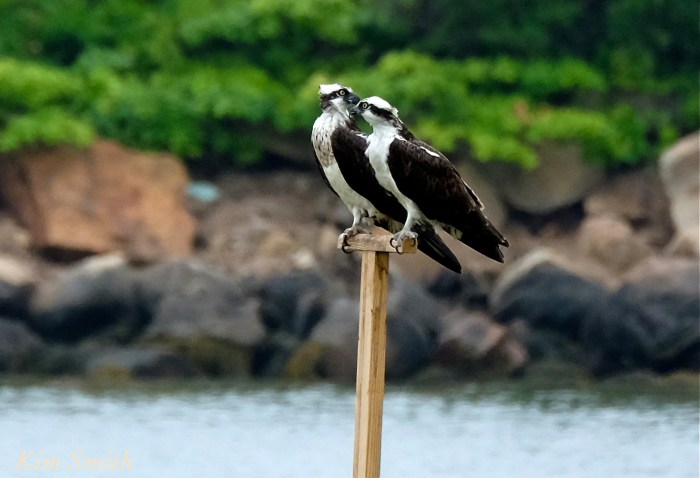 Male female Osprey -3 copyright Kim Smith