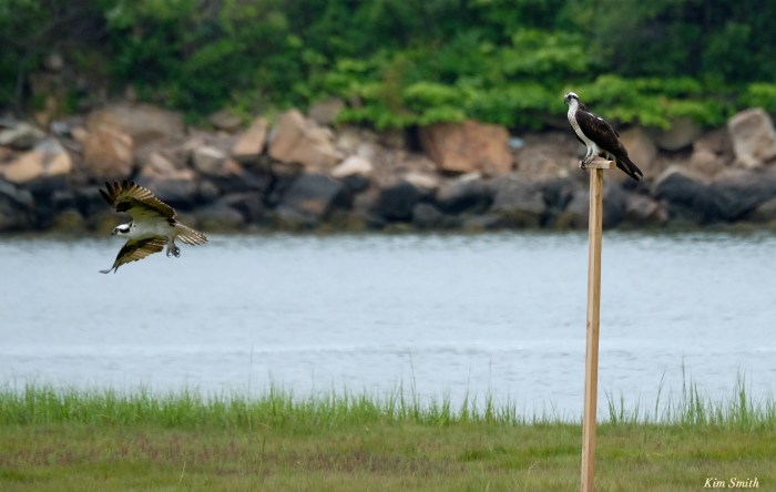 Male Female Osprey -4 copyright Kim Smith
