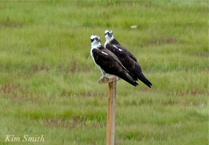 Male female Osprey copyright Kim Smith