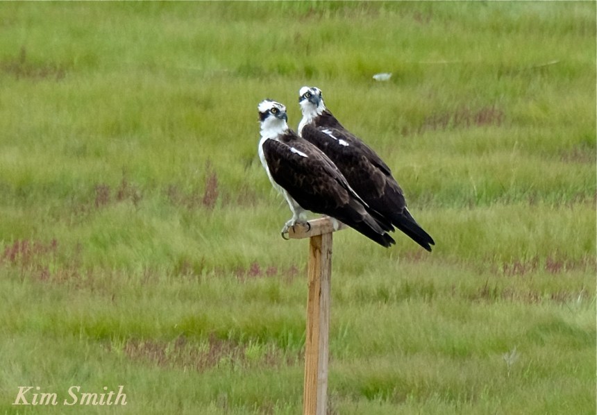 Male female Osprey copyright Kim Smith