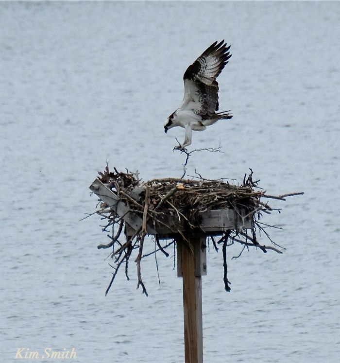 Male Osprey copyright Kim Smith