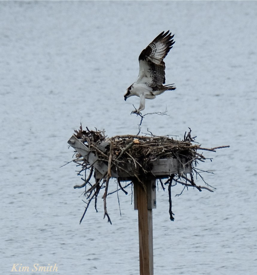 Male Osprey copyright Kim Smith