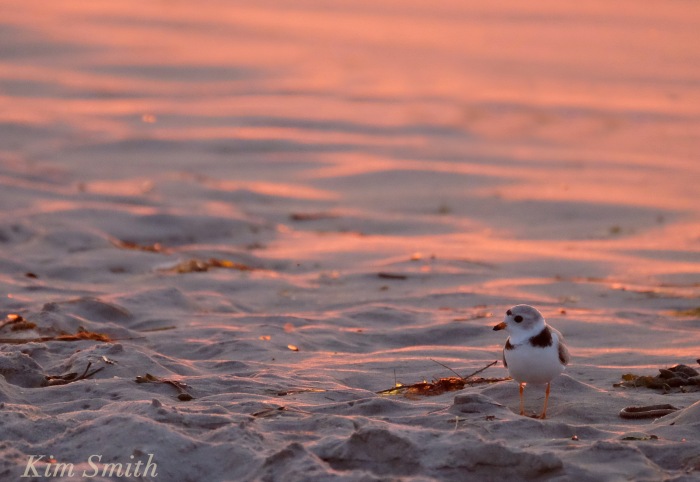 Male Piping Plover Good Harbor Beach Gloucester copyright Kim Smith