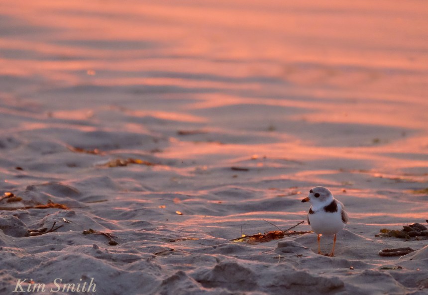 Male Piping Plover Good Harbor Beach Gloucester copyright Kim Smith