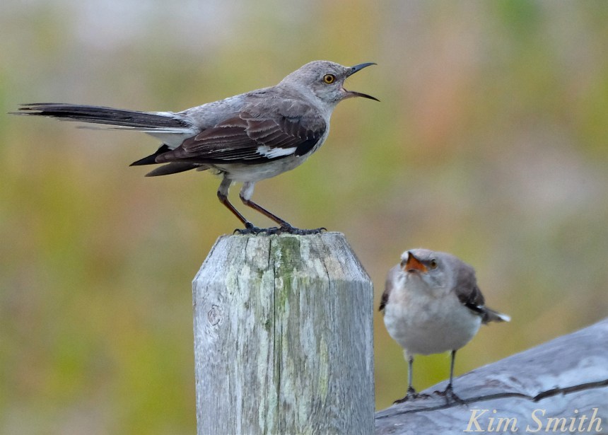 Mockingbird copyright Kim Smith