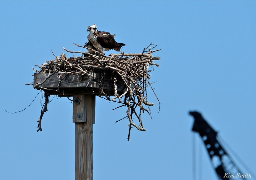 Osprey and fledgling Annisquam Essex County -1 copyright Kim Smith