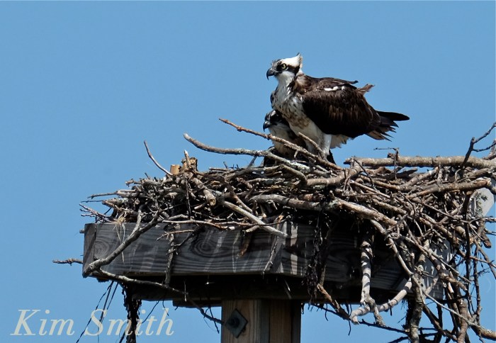 Osprey and fledgling Annisquam Essex County copyright Kim Smith