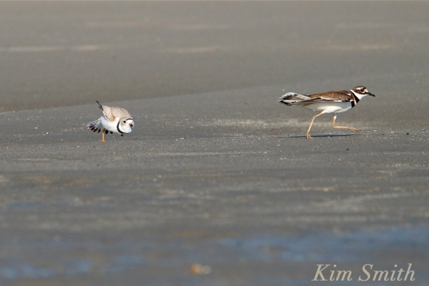 Piping Plove Chasing Killdeer Good Harbor Beach Gloucester Massachusetts copyright Kim Smith