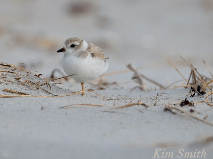 Piping Plover fledgling standing on one leg copyright Kim Smith
