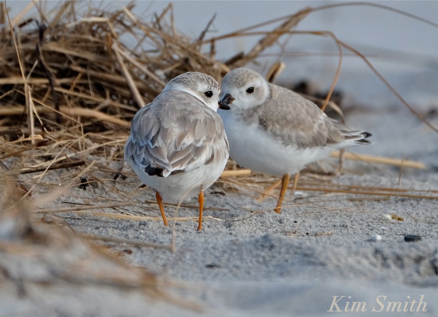Piping Plover Fledglings copyright Kim Smith .