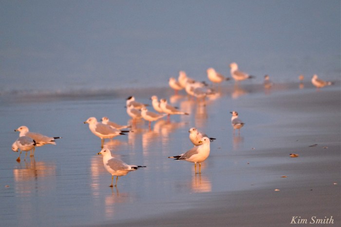 Ring-bille Bonaparte's Gulls copyright Kim Smith