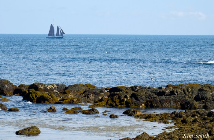 Roseway Schooner Gloucester Backshore -2 copyright Kim Smith