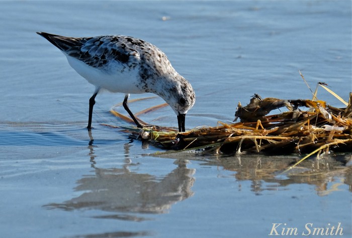 Sanderling copyright Kim Smith