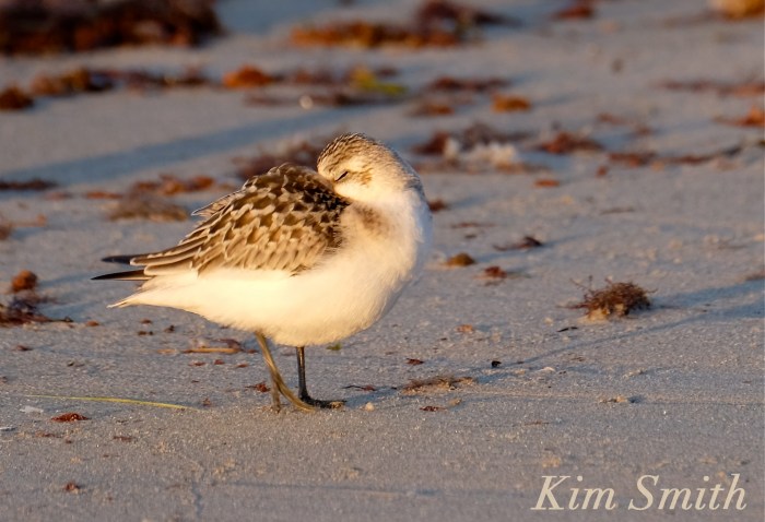 Sanderling copyright Kim Smith