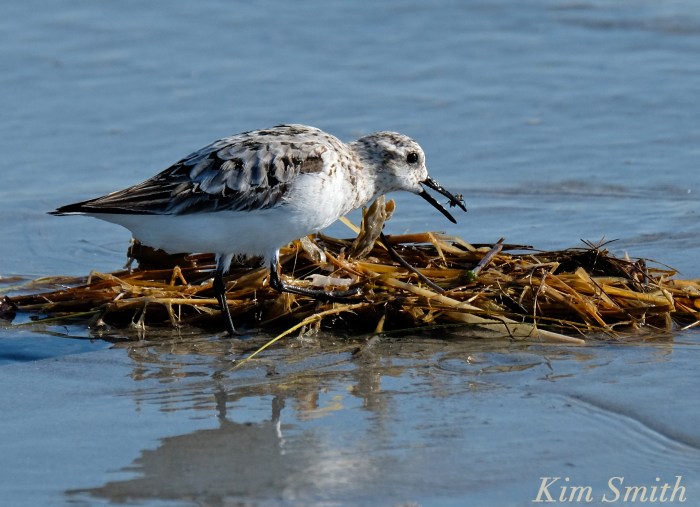 Sanderling eating insect copyright kim Smith
