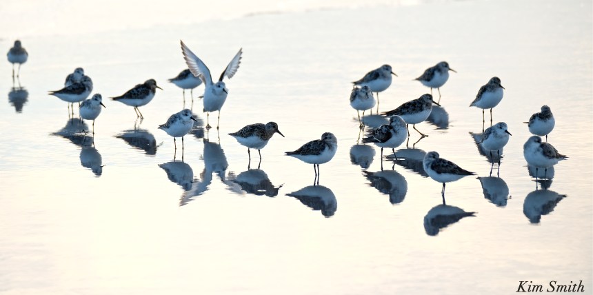 Sandpipers copyright Kim Smith