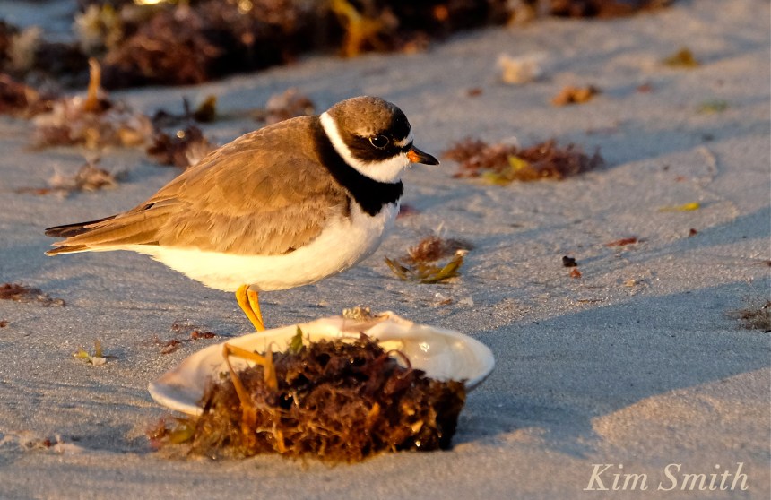 Semipalmated Plover copyright Kim Smith
