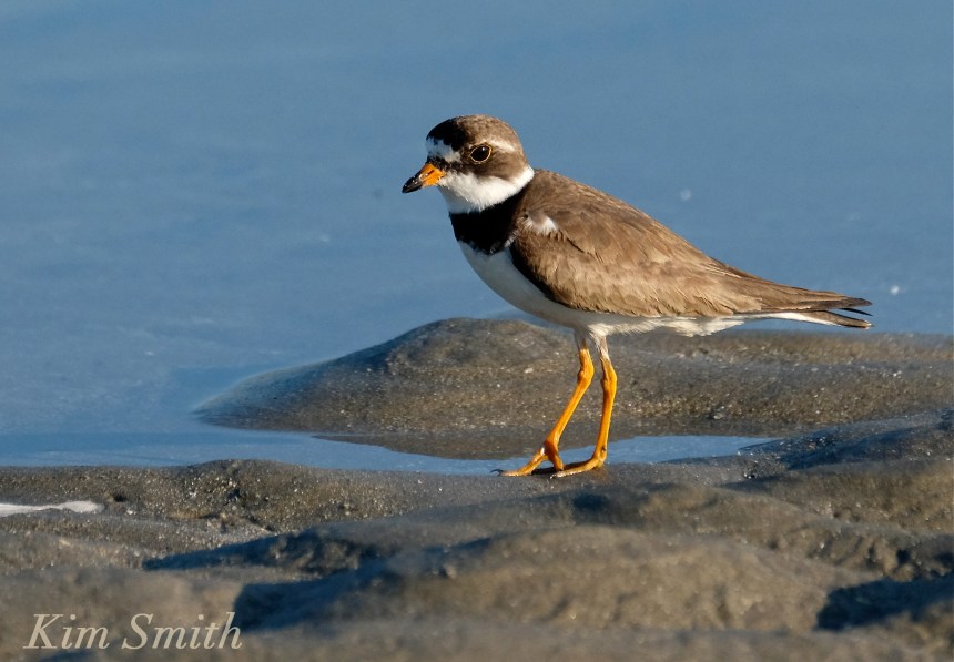 Semipalmated Plover Good Harbor Beach Gloucester Massachusetts -2 copyright Kim Smith