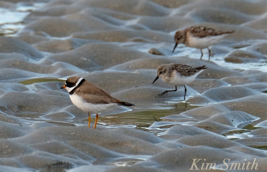 Semipalmated Plover Semipalmated Sandpiper Good Harbor Beach Gloucester Massachusetts copyright Kim Smith