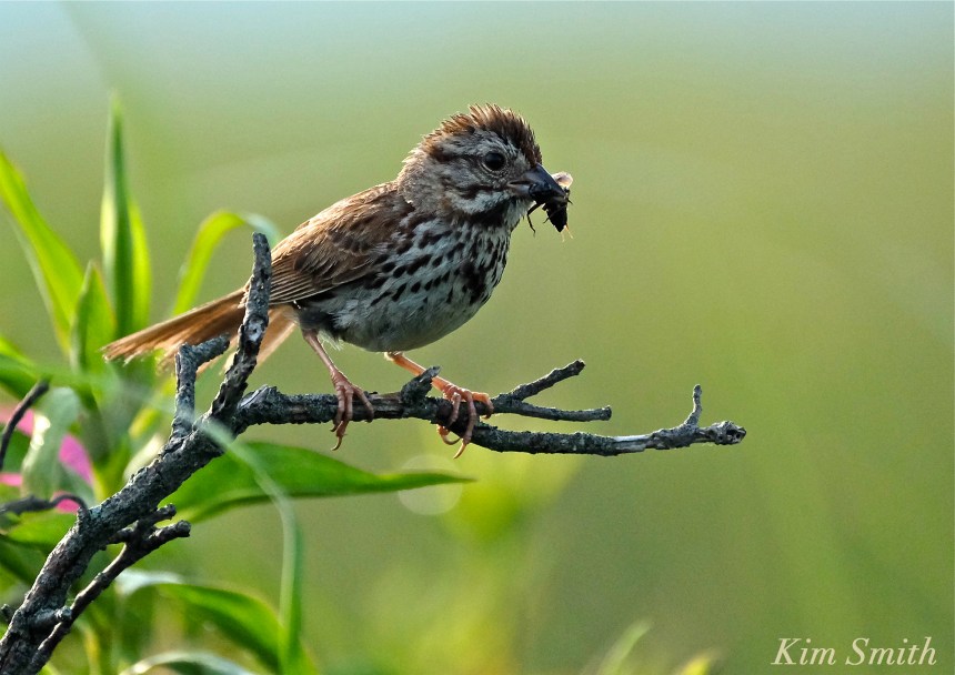 Song Sparrow copyright Kim Smith