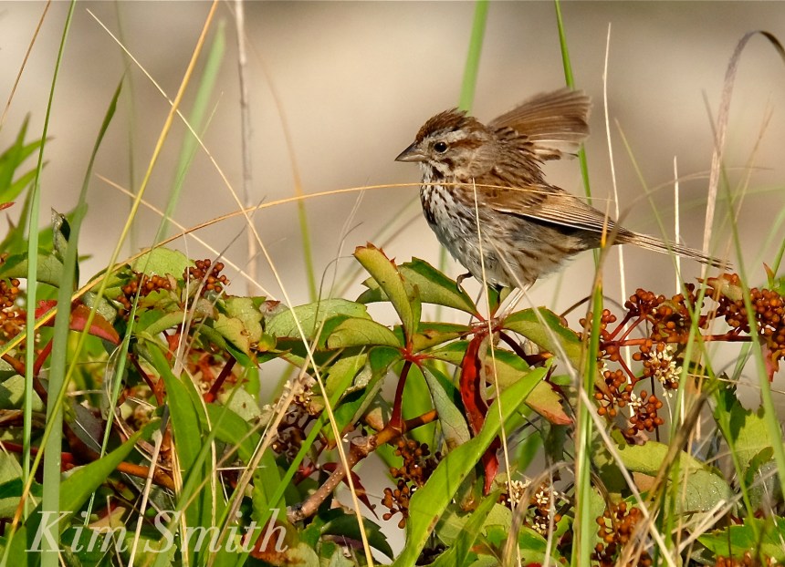 Song Sparrow Virginia creeper copyright Kim Smith