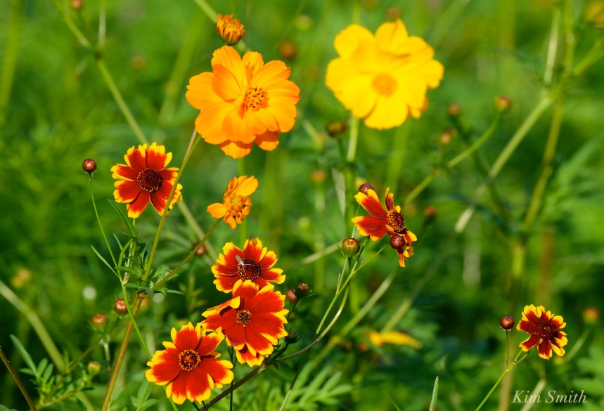 Wildflower patch copyright Kim Smith