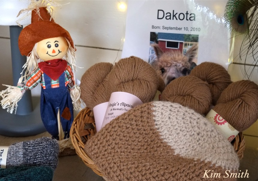 angies-alpaca-gloucester-1-copyright-kim-smith