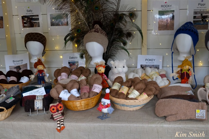 angies-alpaca-gloucester-copyright-kim-smith