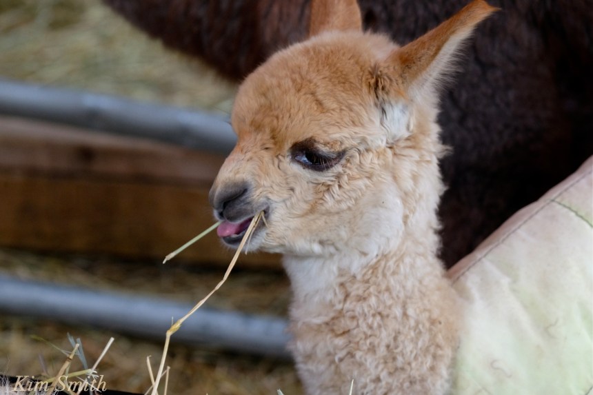 angies-alpaca-gloucester-harumby-3-copyright-kim-smith