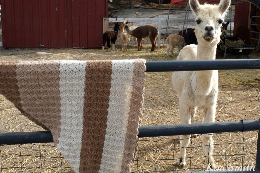 angies-alpaca-gloucester-magnolia-copyright-kim-smith
