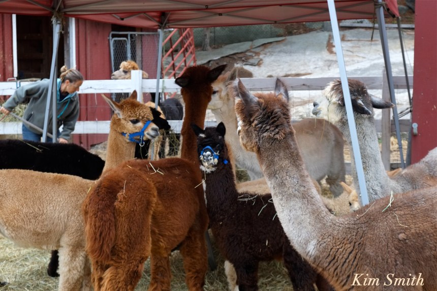 angies-alpaca-gloucester-marshalls-angela-copyright-kim-smith
