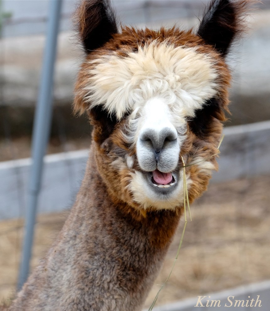 angies-alpaca-gloucester-massachusetts-4-copyright-kim-smith