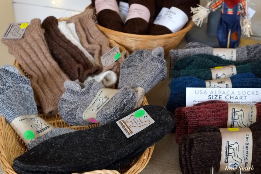 angies-alpaca-gloucester-massachusetts-copyright-kim-smith