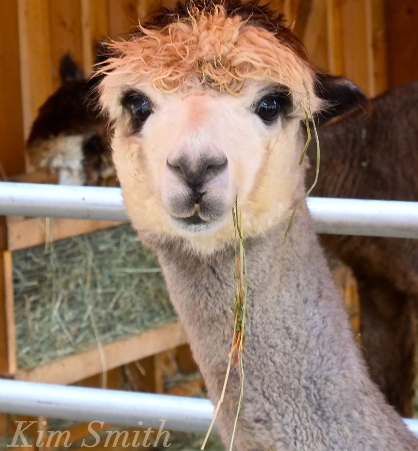 angies-alpaca-gloucester-stormy-copyright-kim-smith