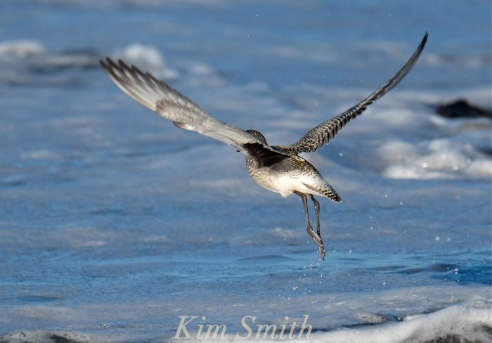 black-bellied-plover-grey-plover-in-flight-2-massachusetts-copyright-kim-smith