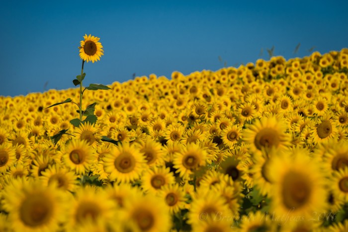 blm_2017-edit-edit-2