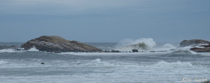Brace Cove Brace rock -2 Hermine copyright Kim Smith