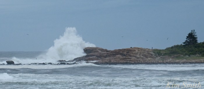 Brace Cove Hermine copyright Kim Smith