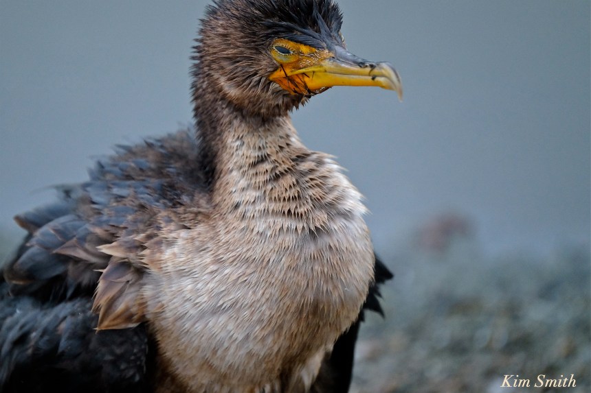 cormorant-injured-copyright-kim-smith