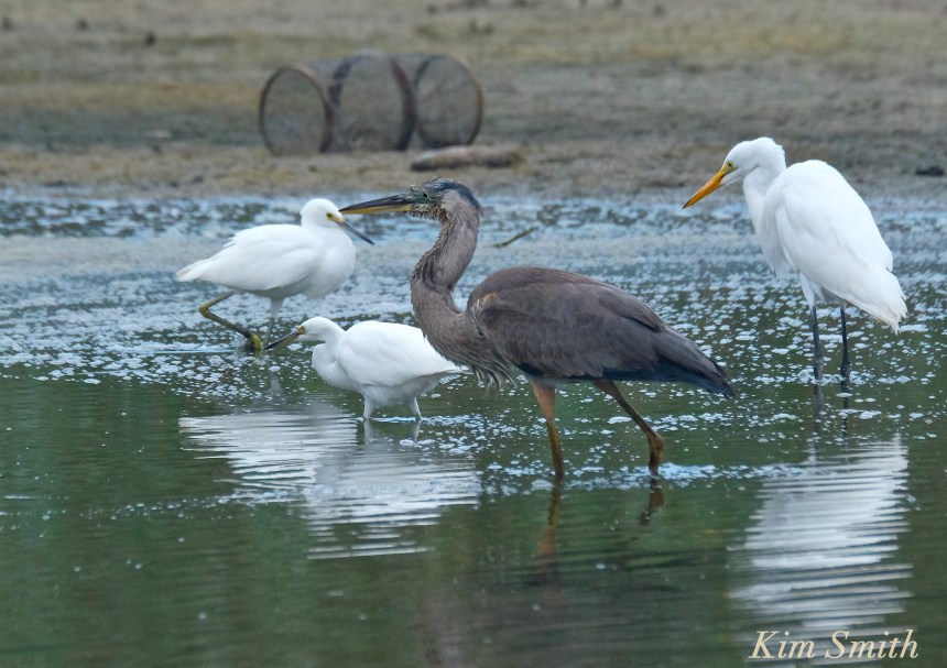 great-blue-heron-immature-snowy-egret-great-egret-copyright-kim-smith