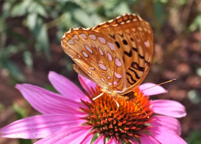 great-spangled-fritillary-coneflower-gloucester-harborwalk-copyright-kim-smith