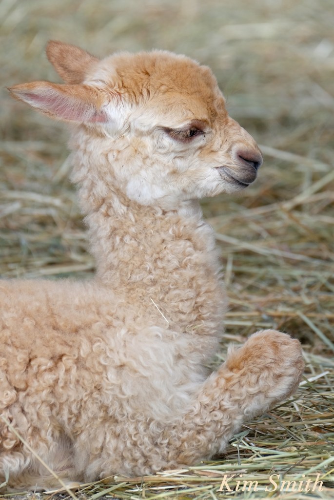 Harumby Marshall's Alpaca Farm copyright Kim Smith